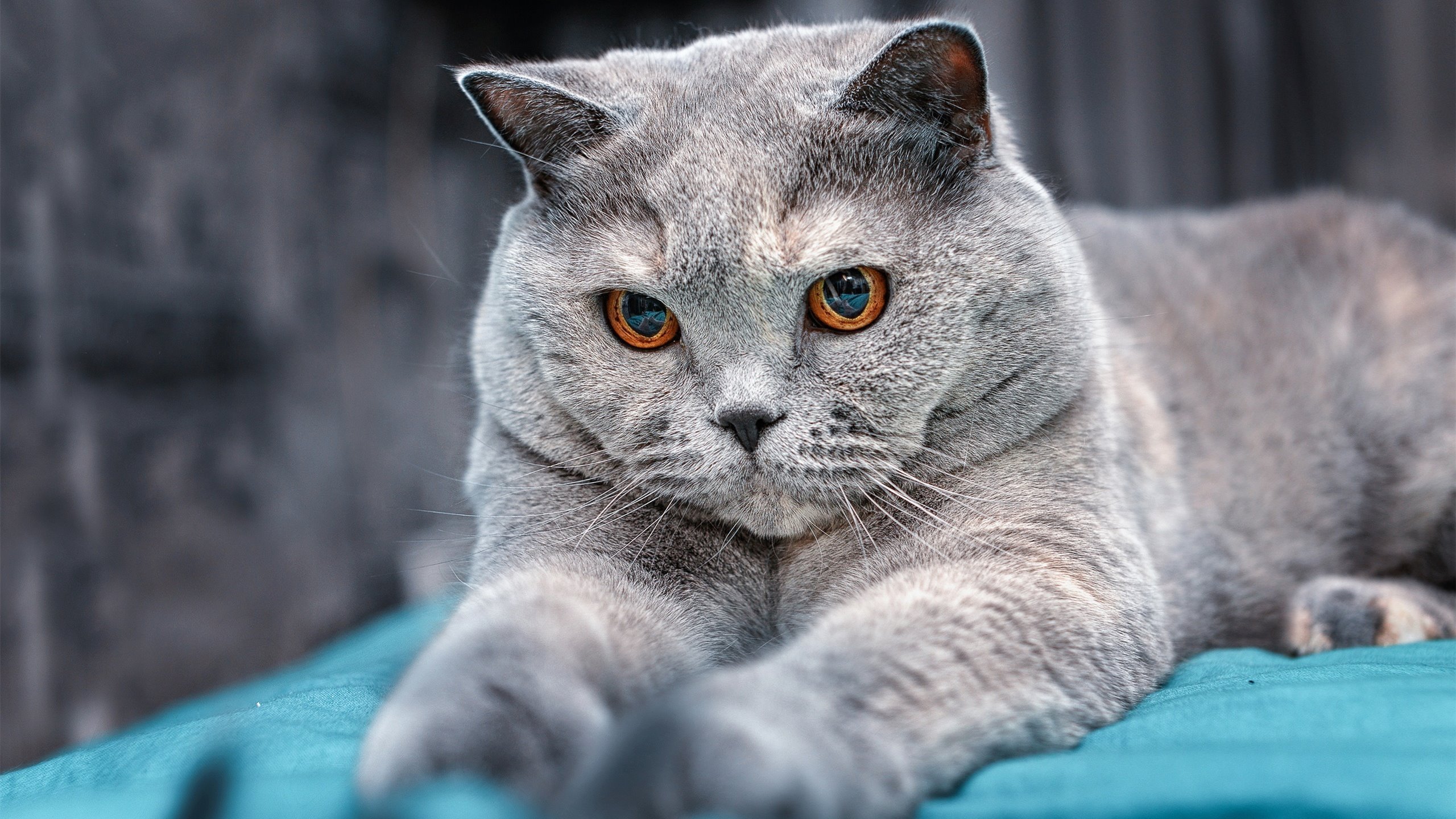 城市健身步道规划与建设成效研究,城市健身步道规划与建设成效研究论文