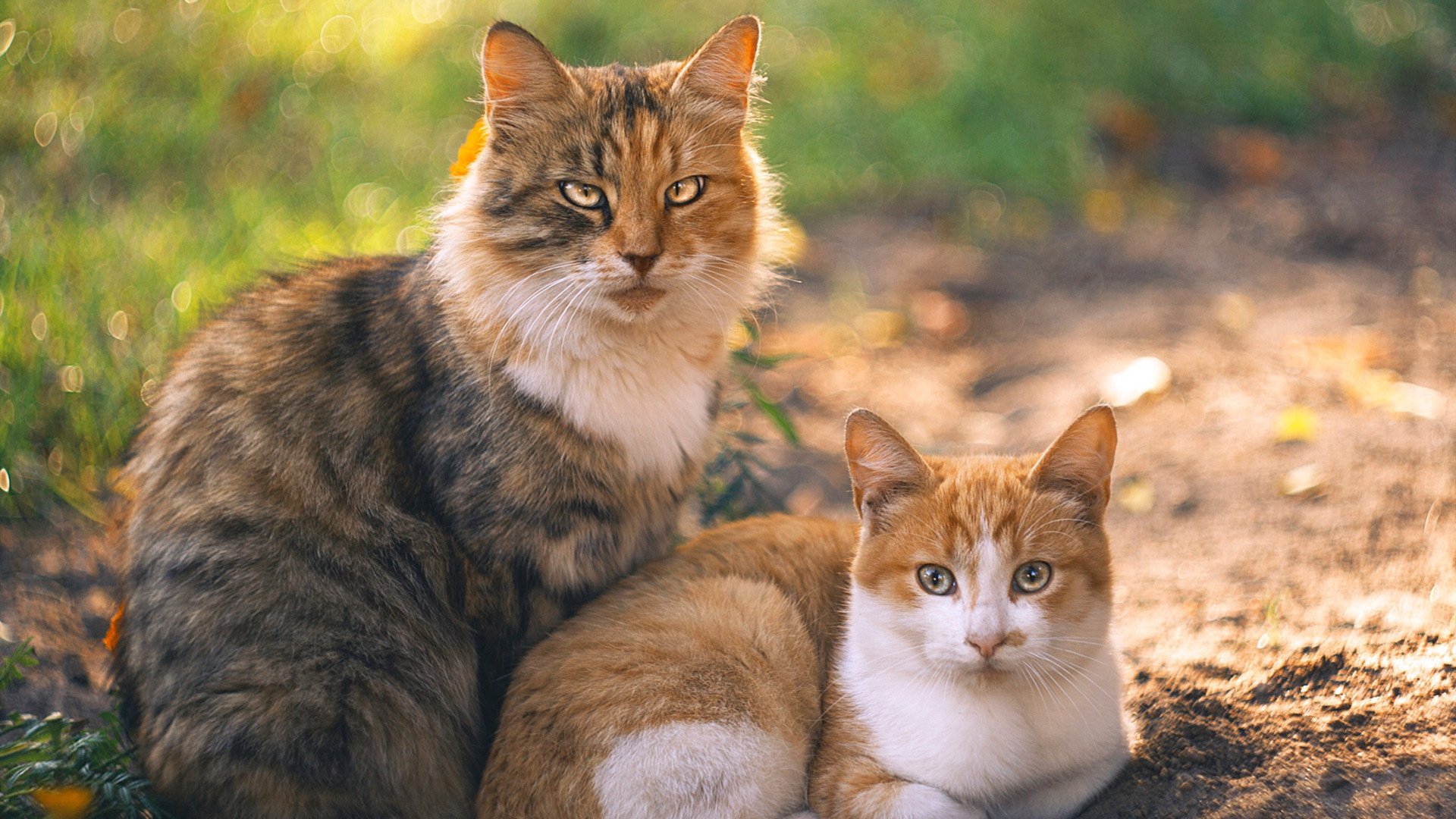 运动行为对青少年网络依赖的调节作用研究，阐述运动对于青少年的帮助和影响