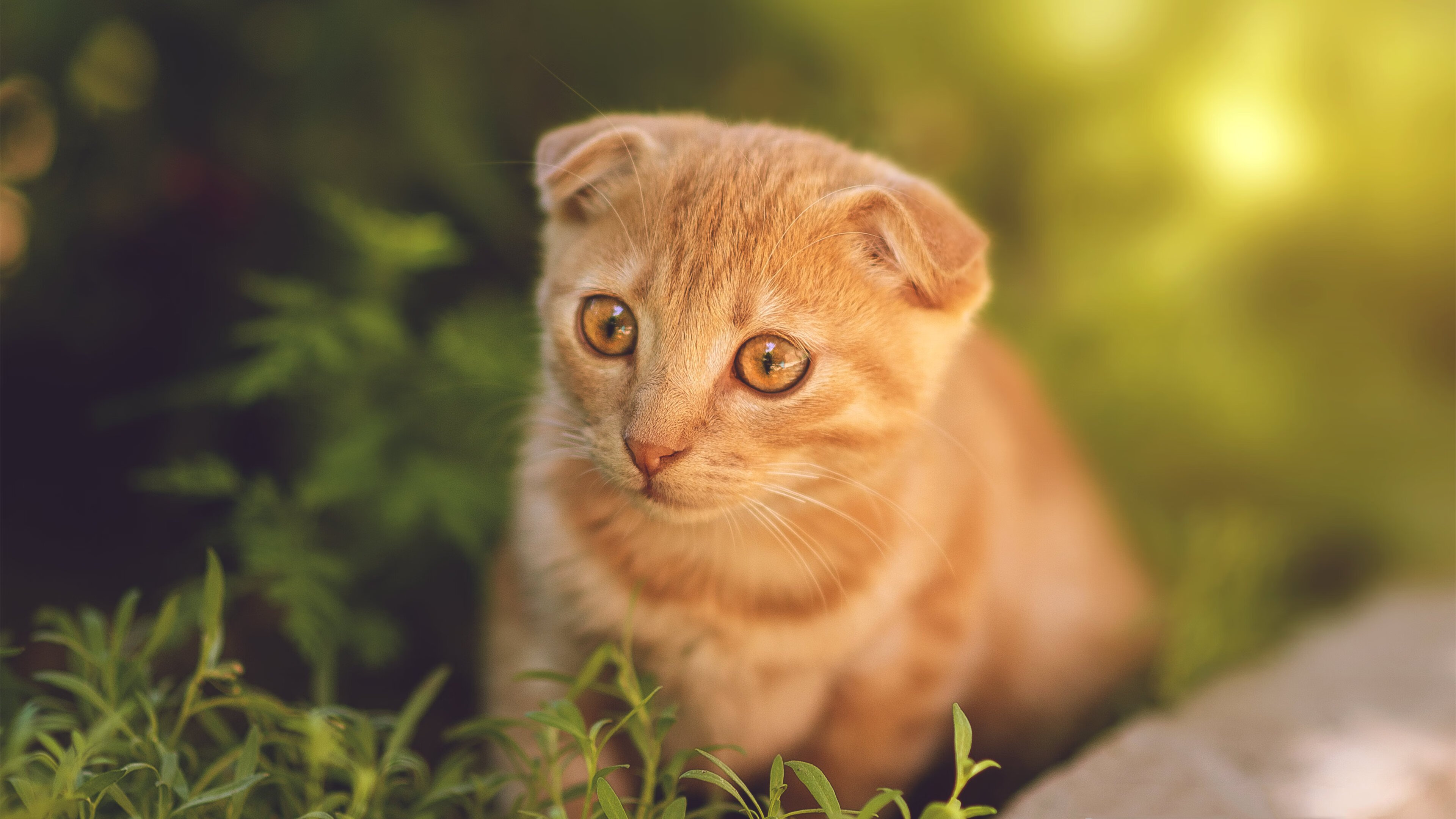 东亚杯国足战胜 球员技战术提升明显,东亚杯国足1比2日本