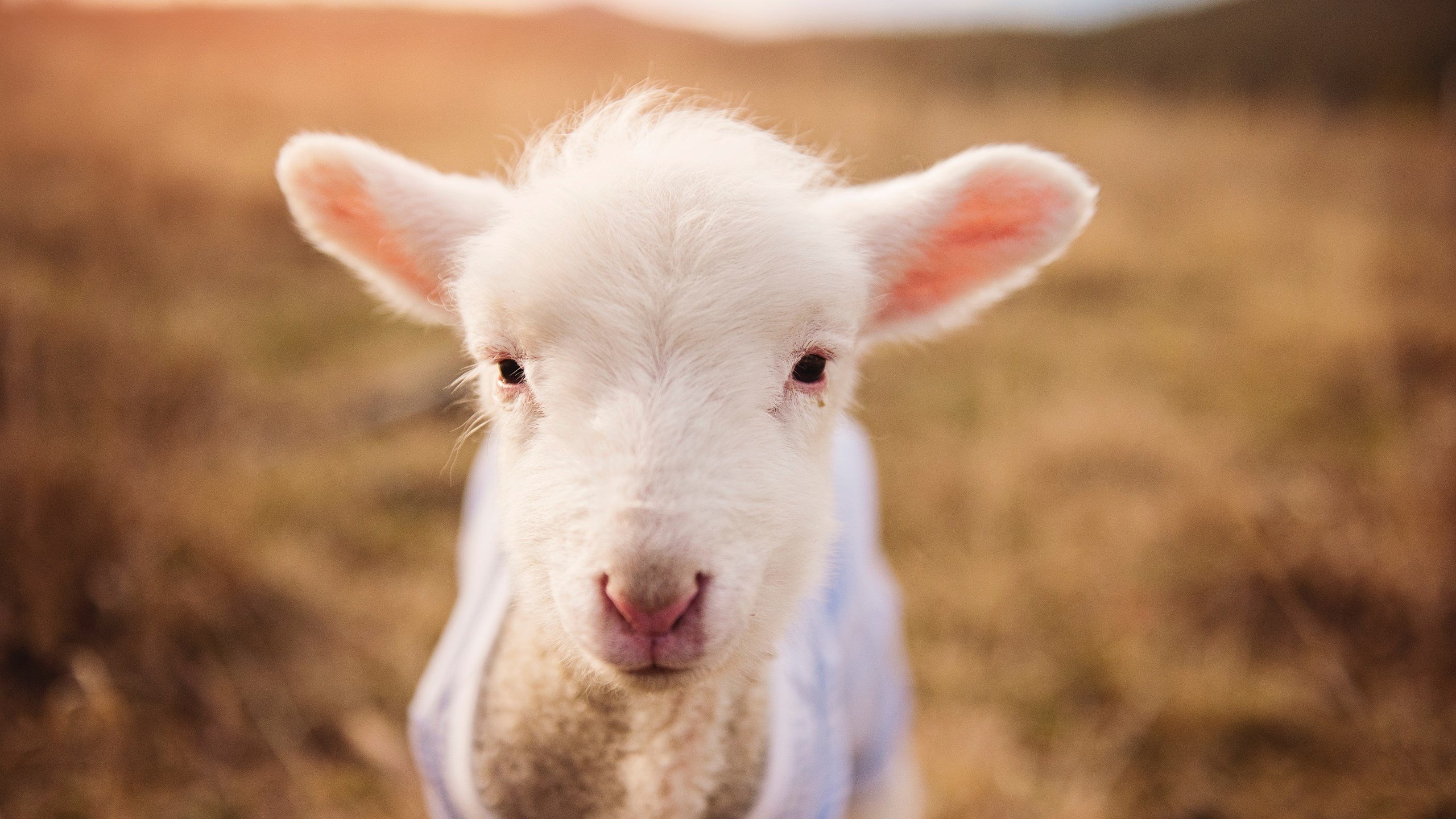 中超联赛中国青年队战平 球迷呼吁更多年轻力量,2020中超青训梯队试训公告