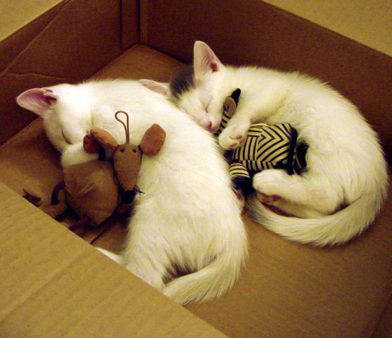 国际热身赛中国青年队战胜 球迷鼓励新人，国家队热身赛有出场费吗