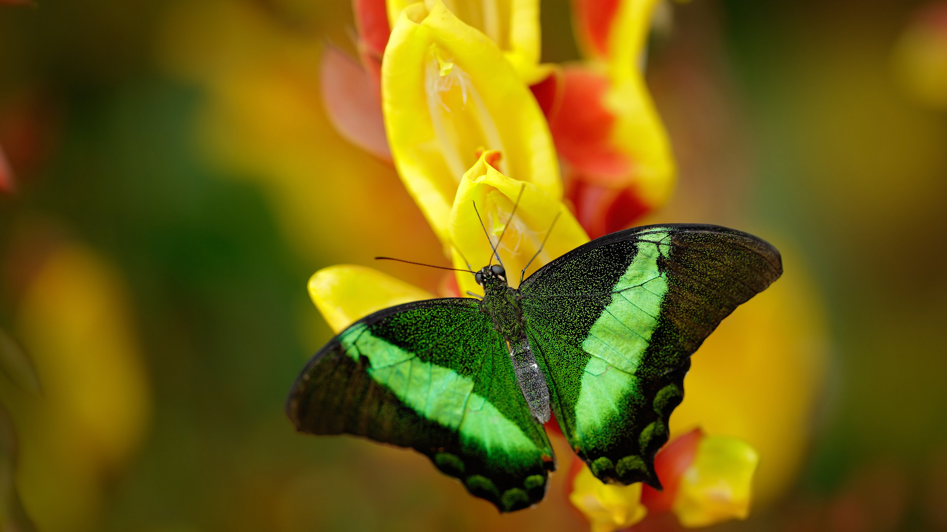 男子接力收官 美国再添一金,美国4×100男子接力赛
