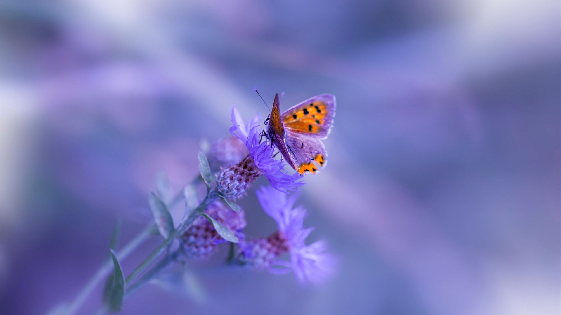 开云平台-那不勒斯边路突击打穿对方防线，那不勒斯后防线