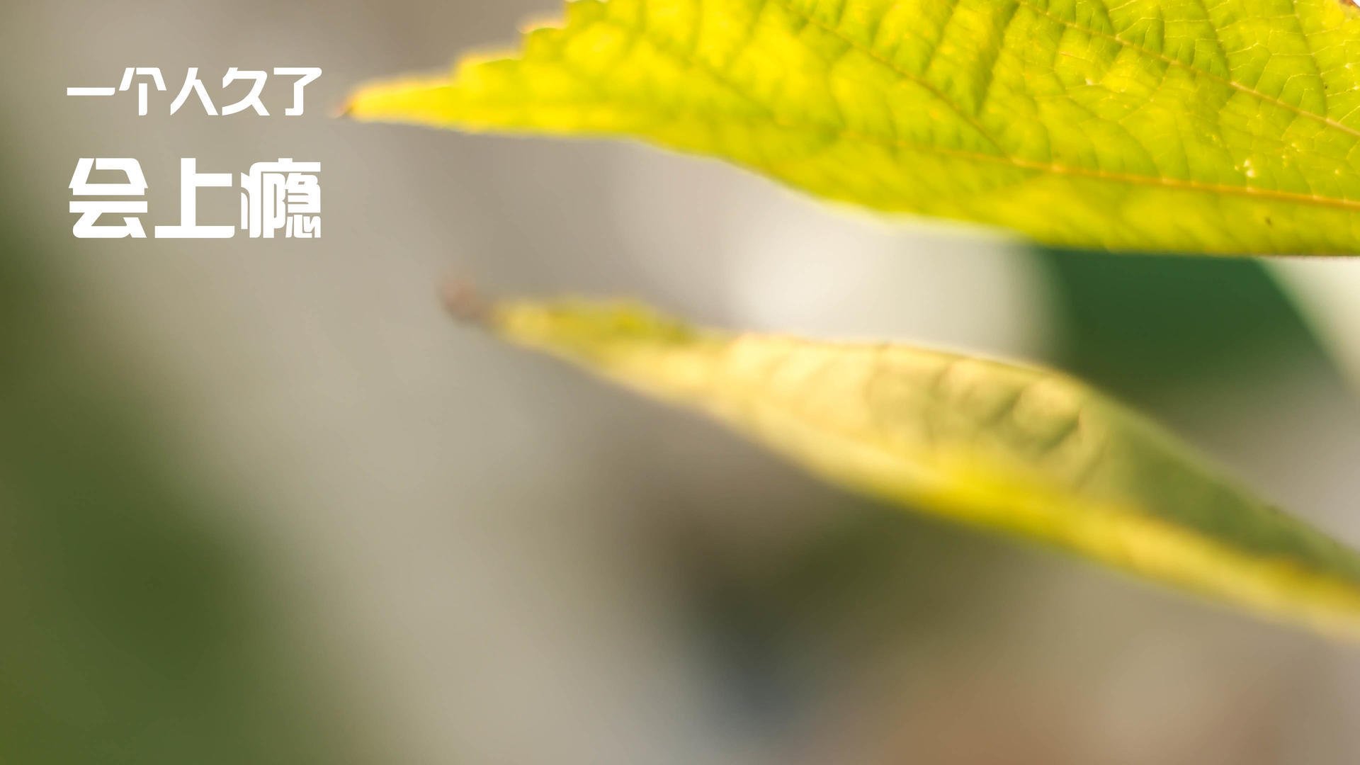 开云中国-“诺克·达维德·彼得森的赛场表现引起橄榄球圈广泛关注”