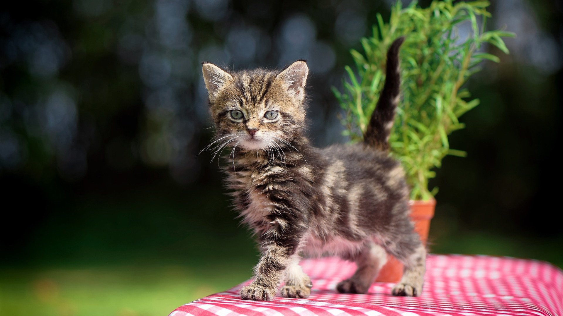 开云网站-中乙联赛推广远程观察系统优化人才遴选结构