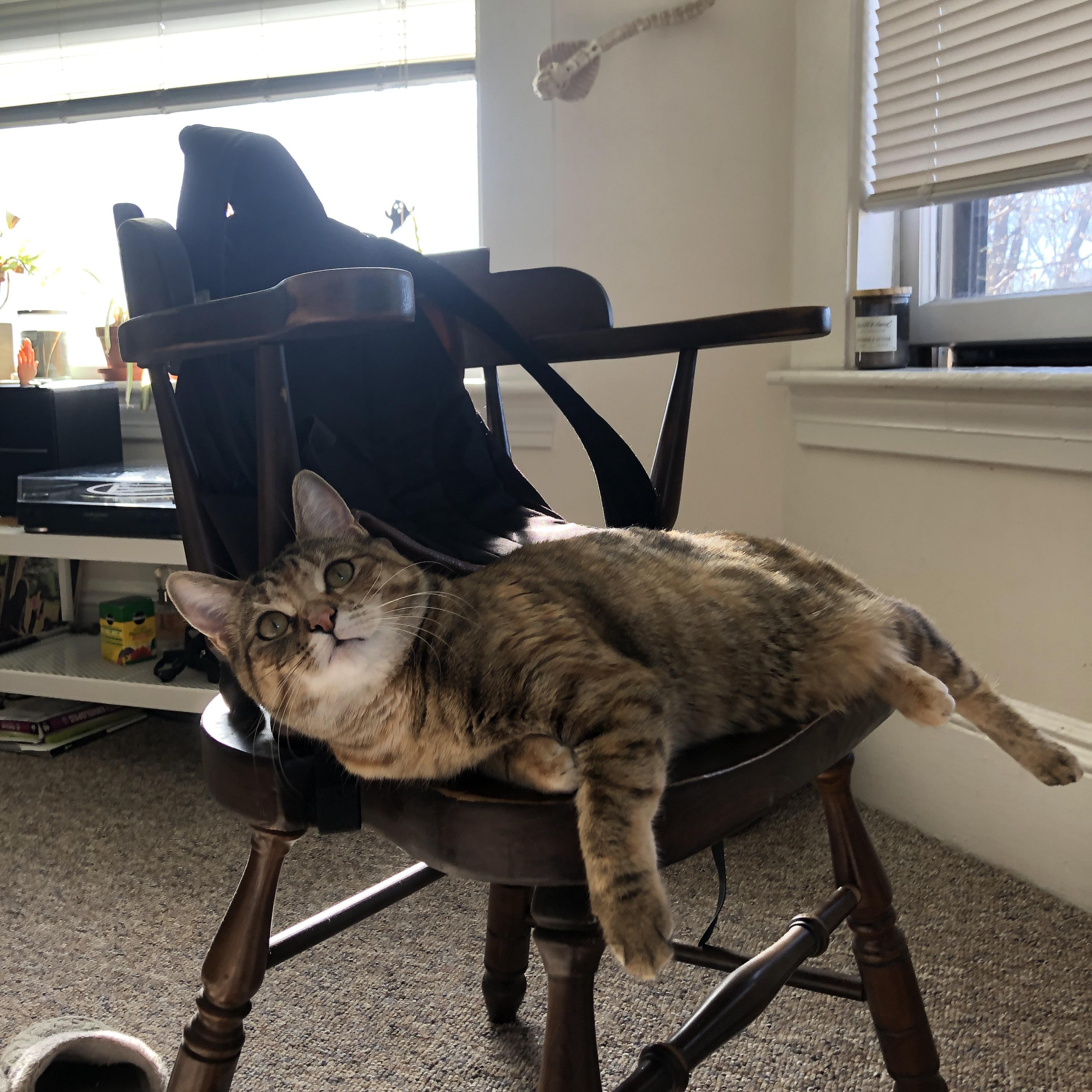 乔·波尔曼的防守与进攻并重，为袋鼠队提供了全面保障，nba乔尔博罗姆博伊