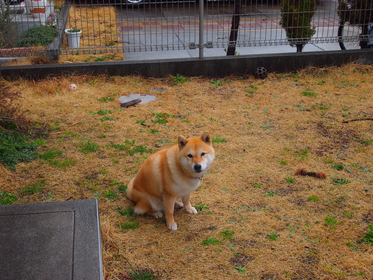 以足球运动为载体的全民健身工程持续推进，普及率提升，以足球运动为主题的绘画