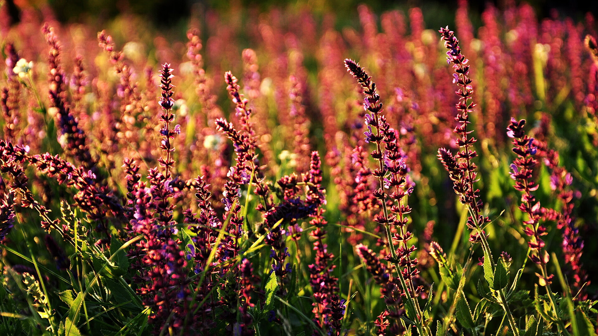开云中国大陆-卡特的精准踢术，助力全黑队超越对手，制胜千里，卡特进攻能力