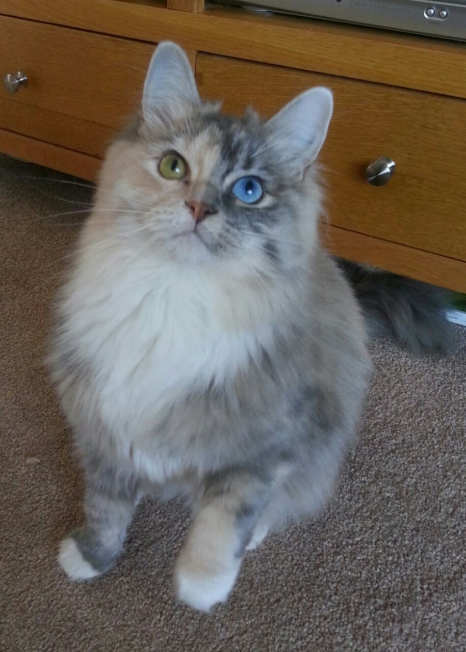 英超球队的多平台内容制作，英超球队的特点